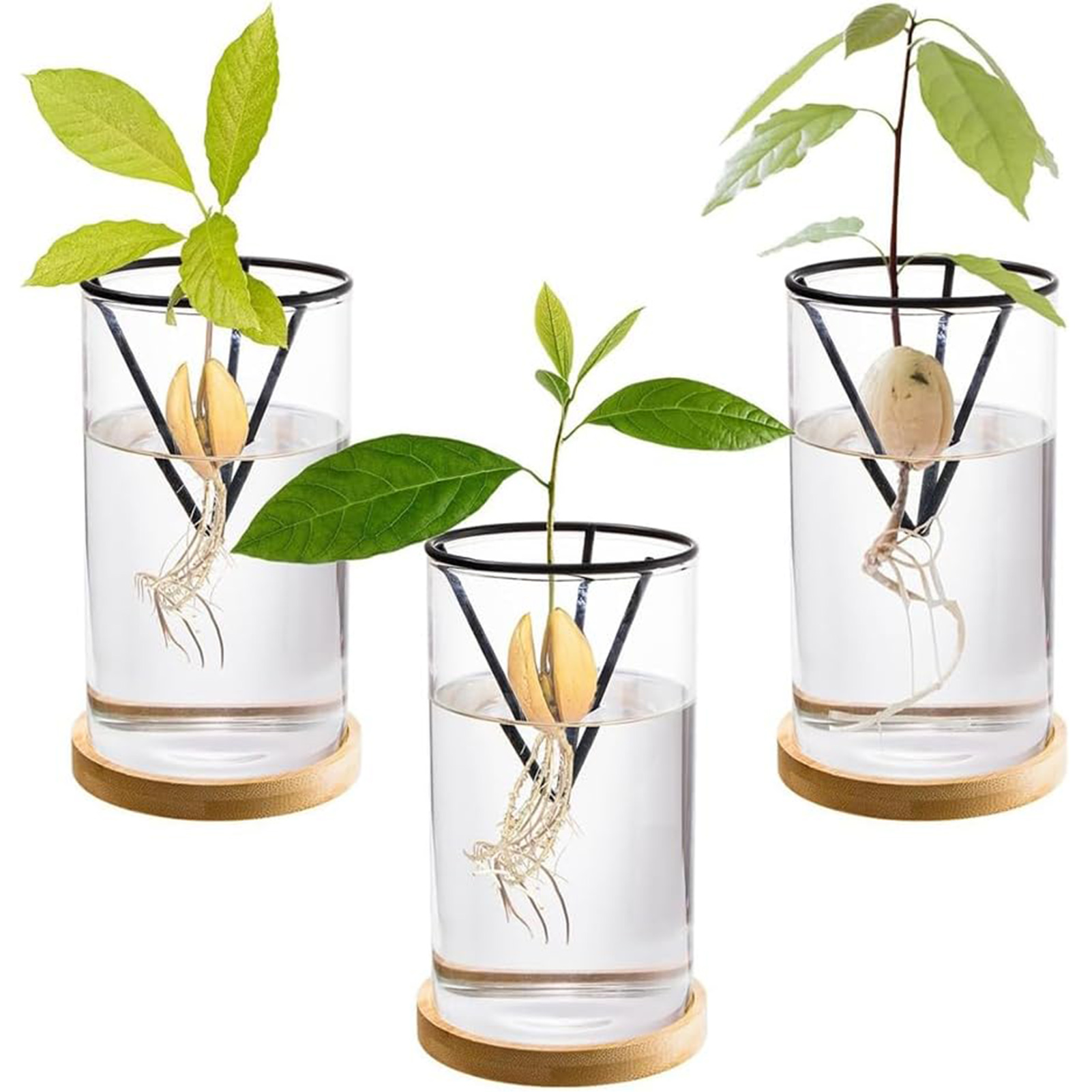 Hydroponic Kit - 1 zestaw zestawów do uprawy drzewa