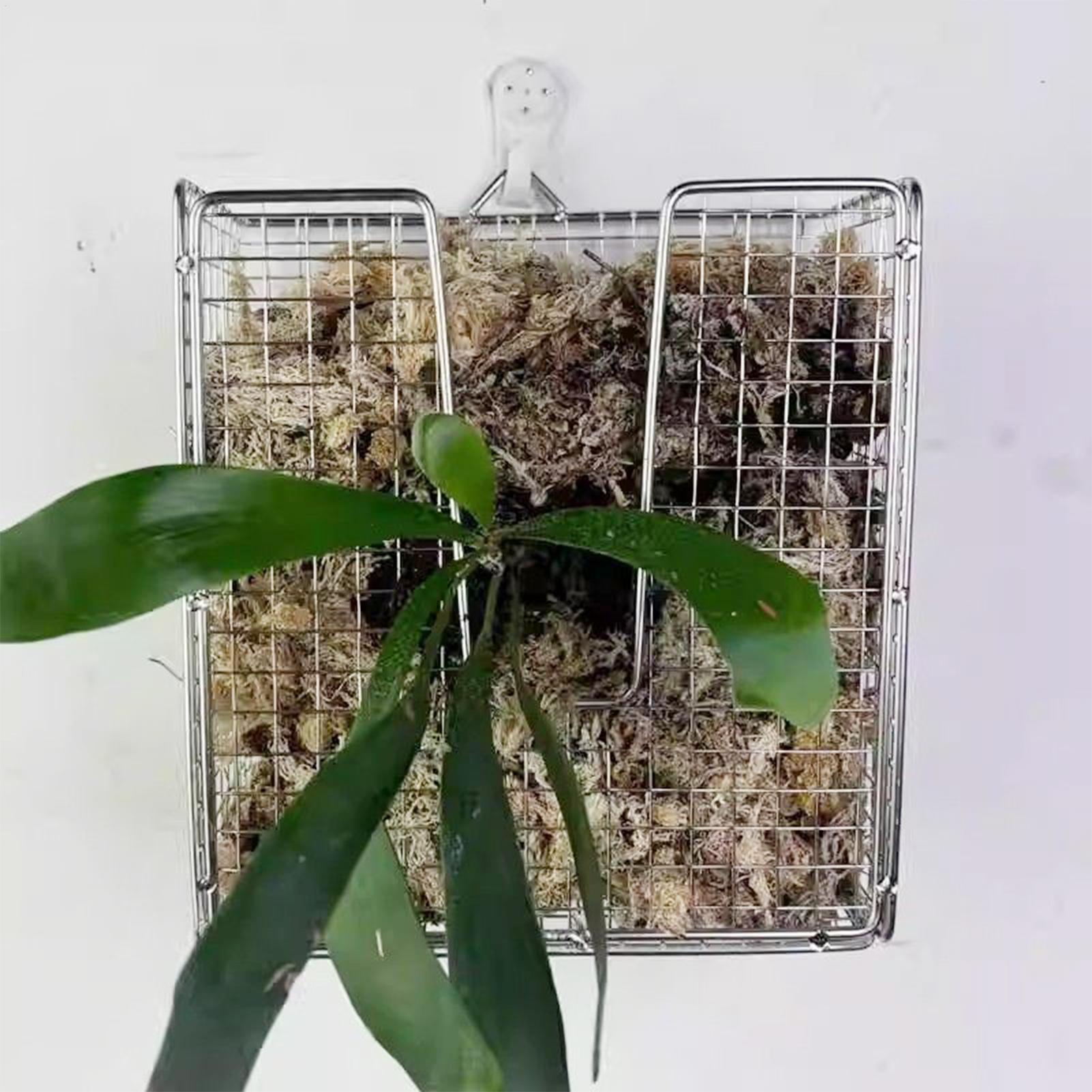 Zestaw do montażu paproci jele – Vertical Planter recenzja i cena