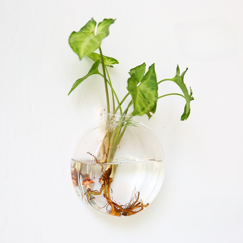 Szklane terrarium wiszące na ś – Self Watering Planter recenzja i cena