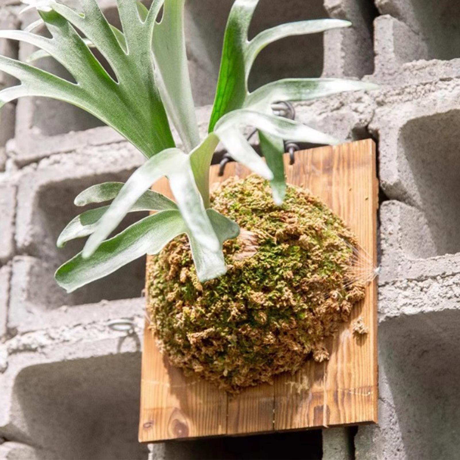 1 szt. Wewnętrzna Drewniana Ta – Vertical Planter recenzja i cena