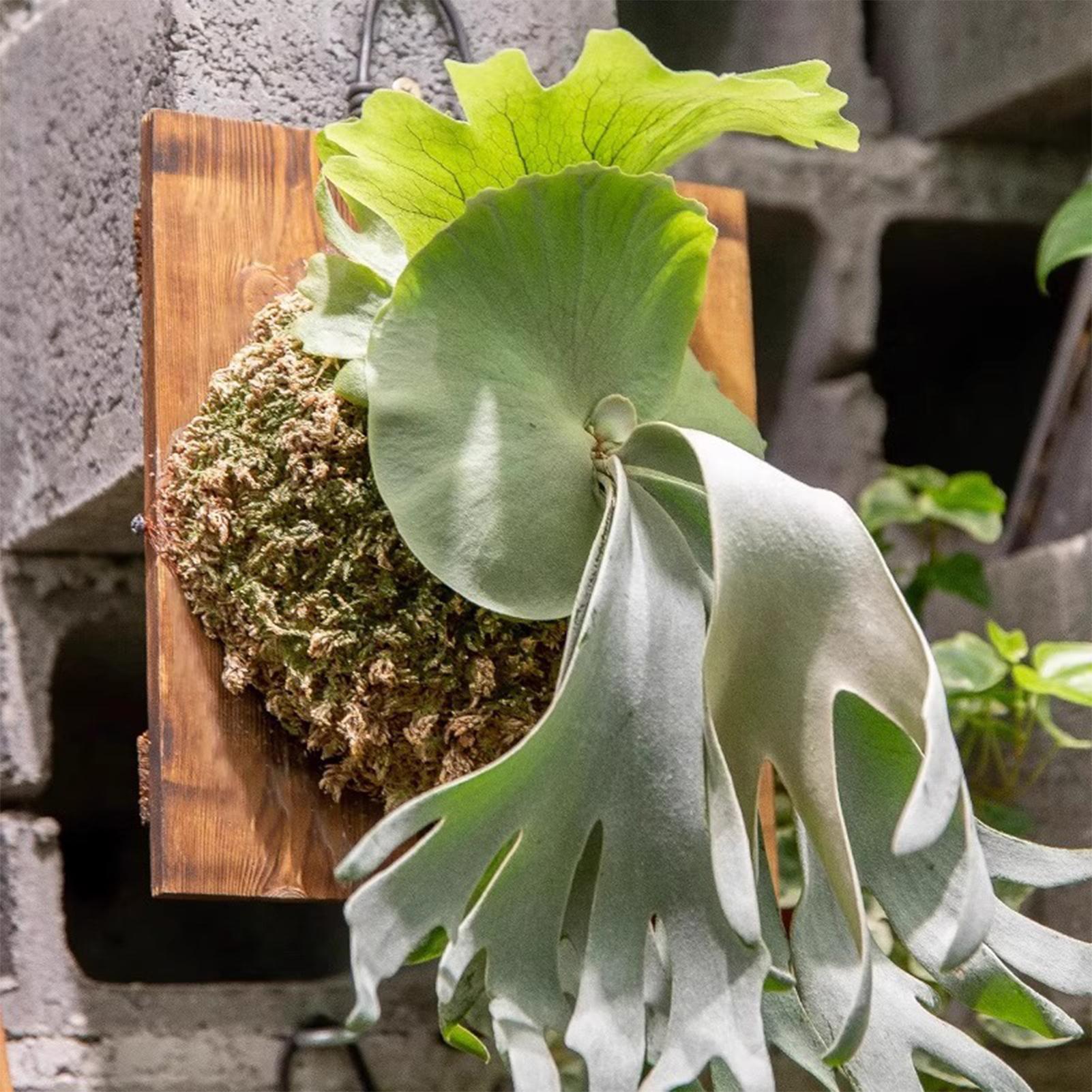 1 szt. Wewnętrzna Drewniana Ta – Vertical Planter recenzja i cena