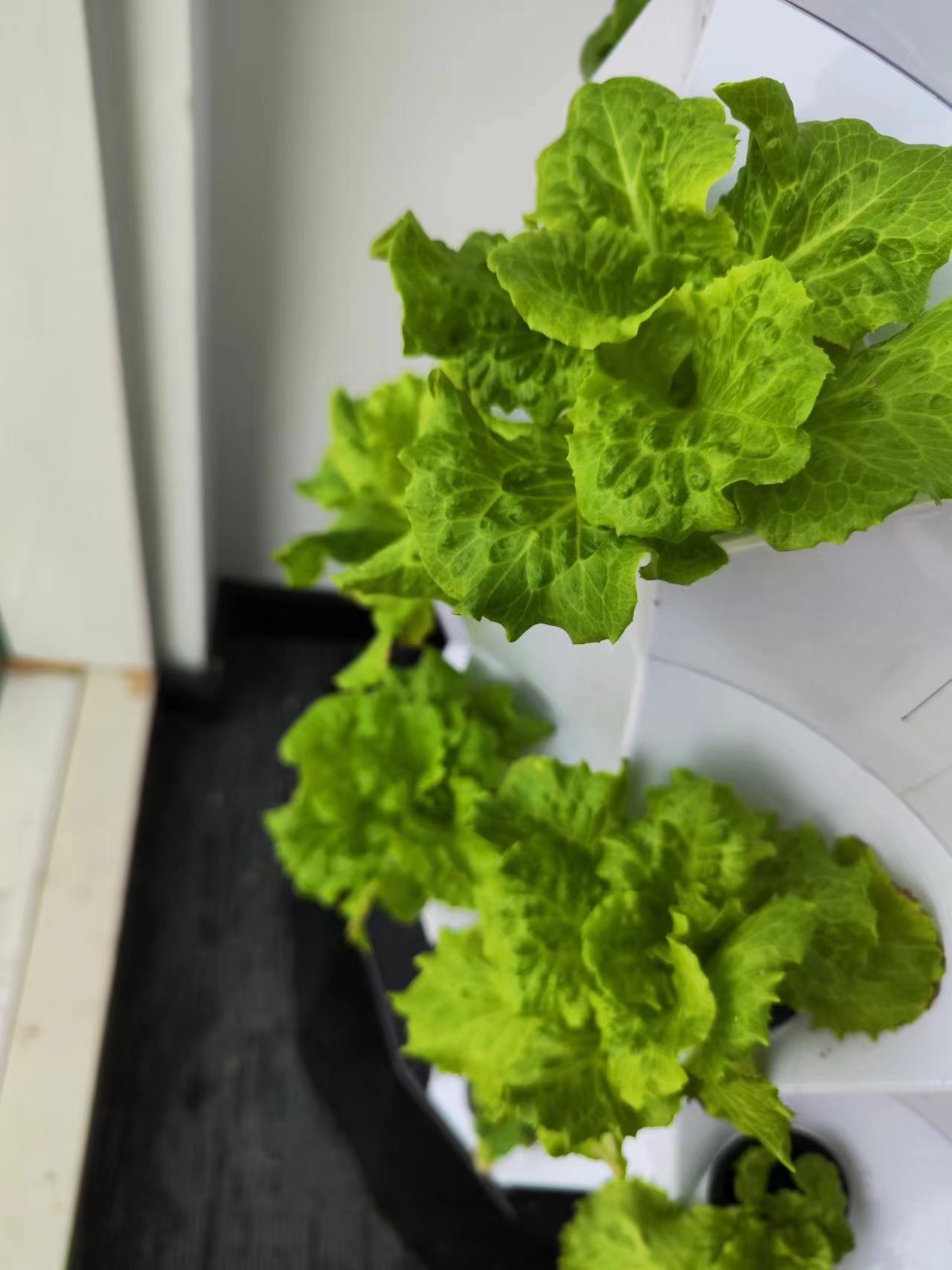 Automatyczne systemy nawadnian – Hydroponic Kit recenzja i cena